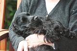 ADULTE ET CHIEN 520